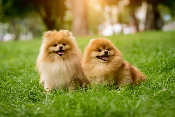 Parktaki iki şirin Pomeranya köpeğinin portresi.. — Stok fotoğraf