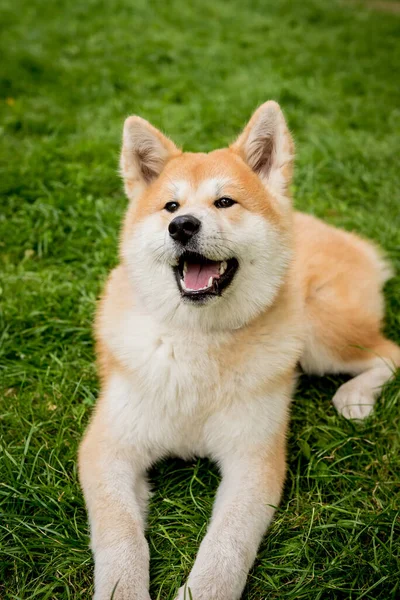 Portret uroczego psa akita inu w parku. — Zdjęcie stockowe