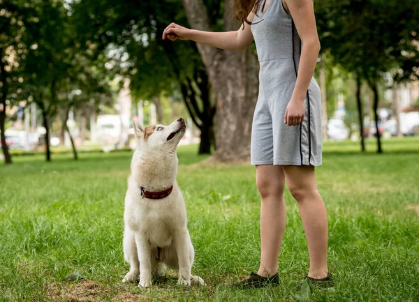 Ιδιοκτήτης εκπαιδεύει το σκυλί husky στο πάρκο. — Φωτογραφία Αρχείου