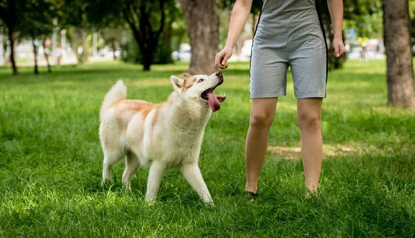 Owner trains the husky dog at the park. — Stock Photo, Image