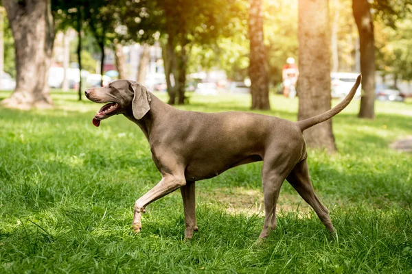 Retrato de la raza de perro weimaraner lindo en el parque. — Foto de Stock