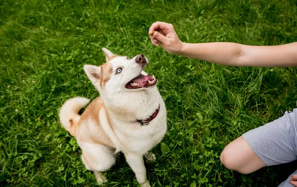 Sahibi parkta köpeğini eğitiyor..