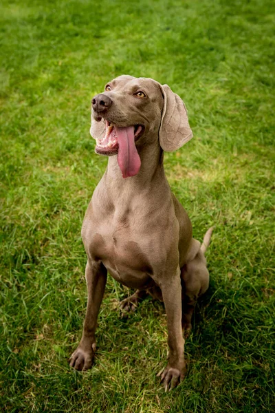 Portrait of cute weimaraner dog breed at the park. — Stock Photo, Image