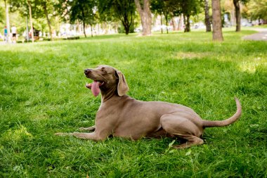 Parktaki şirin köpek cinsinin portresi..
