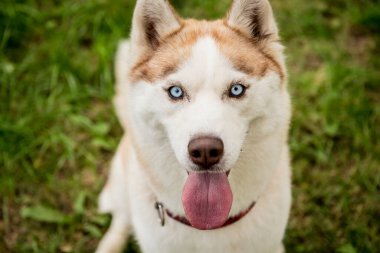 Parktaki sevimli, iri kıyım köpeğin portresi..