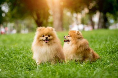 Parktaki iki şirin Pomeranya köpeğinin portresi..