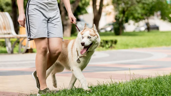 Właściciel spacerujący z husky dog w parku. — Zdjęcie stockowe