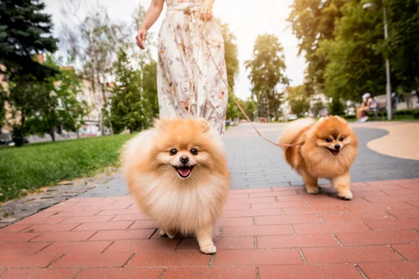 Ägare promenader med två pommerska hundar i parken. — Stockfoto