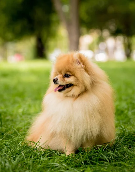 Portrett av en søt pommersk hund i parken. – stockfoto