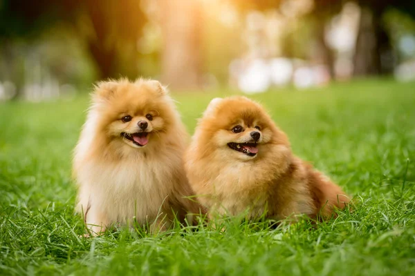 Parktaki iki şirin Pomeranya köpeğinin portresi.. — Stok fotoğraf