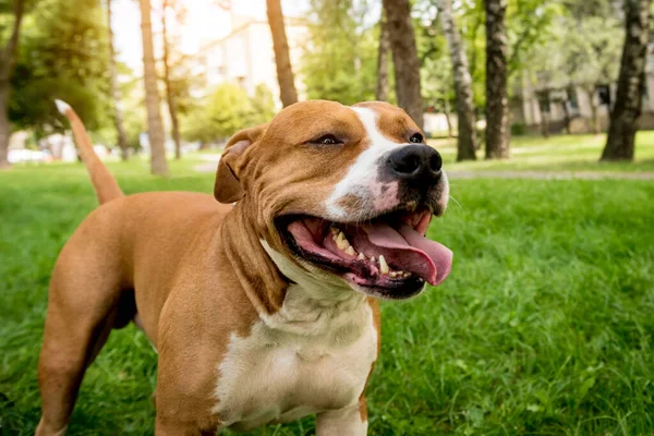 Parktaki sevimli Amerikan Stadyumu teriyerinin portresi..