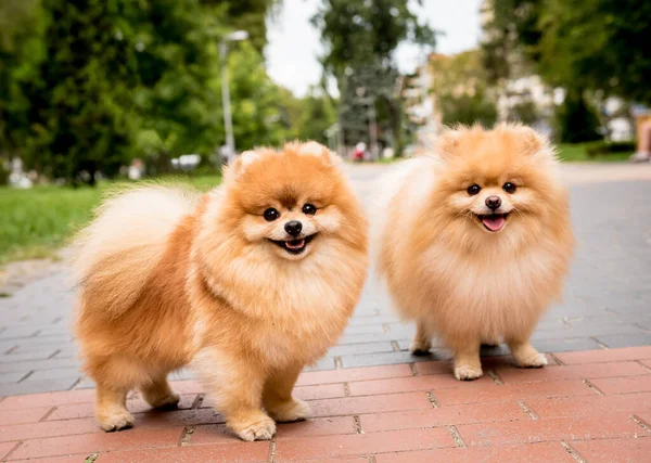 Parktaki iki şirin Pomeranya köpeğinin portresi.. — Stok fotoğraf