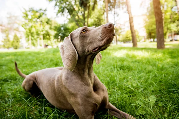 Πορτρέτο του χαριτωμένο weimaraner ράτσα σκύλου στο πάρκο. — Φωτογραφία Αρχείου