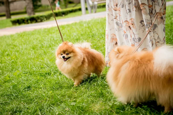 Sahibi parkta iki Pomeranya köpeğiyle yürüyor.. — Stok fotoğraf