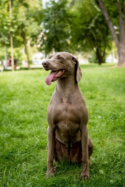 Retrato de la raza de perro weimaraner lindo en el parque. — Foto de Stock