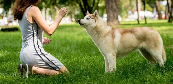 Ägaren tränar husky hund i parken. — Stockfoto