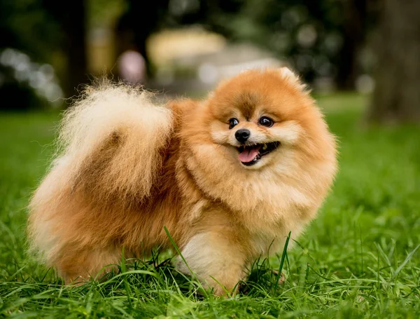 Portrait of cute pomeranian dog at the park. — Stock Photo, Image