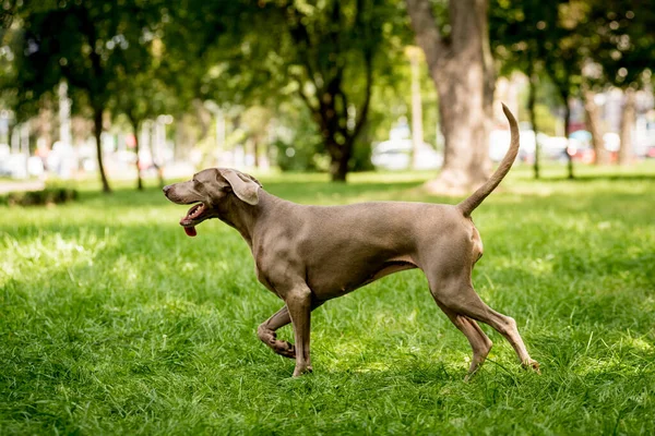 Parktaki şirin köpek cinsinin portresi..