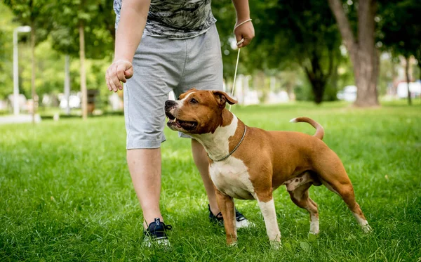 Ιδιοκτήτης εκπαιδεύει την αμερικανική terrier staffordshire στο πάρκο. — Φωτογραφία Αρχείου