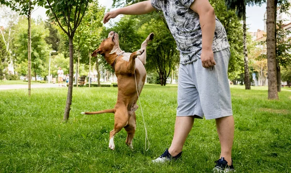 Pemilik kereta api Amerika staffordshire terrier di taman. — Stok Foto