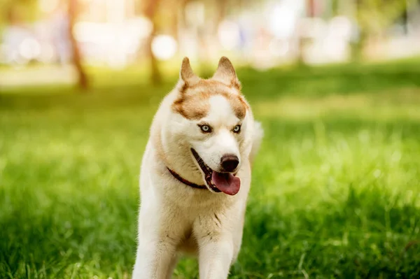 Ritratto di cane husky carino al parco. — Foto Stock