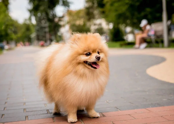 Retrato de dois cachorros pomeranos bonitos no parque. — Fotografia de Stock