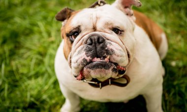 Parktaki şirin İngiliz bulldog 'unun portresi.