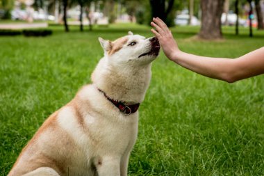 Sahibi parkta köpeğini eğitiyor..
