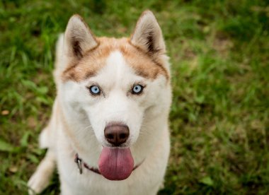 Parktaki sevimli, iri kıyım köpeğin portresi..