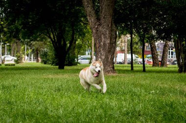 Parktaki sevimli, iri kıyım köpeğin portresi..
