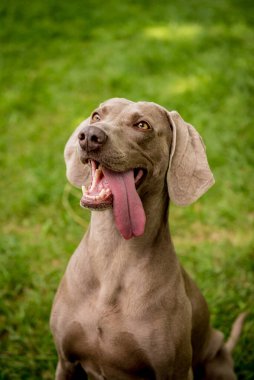 Parktaki şirin köpek cinsinin portresi..