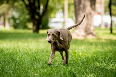 Parktaki şirin köpek cinsinin portresi..