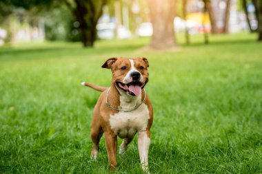 Parktaki sevimli Amerikan Stadyumu teriyerinin portresi..