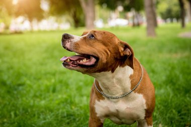 Parktaki sevimli Amerikan Stadyumu teriyerinin portresi..