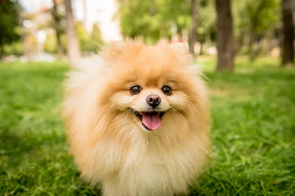 Retrato de lindo perro pomerania en el parque. —  Fotos de Stock