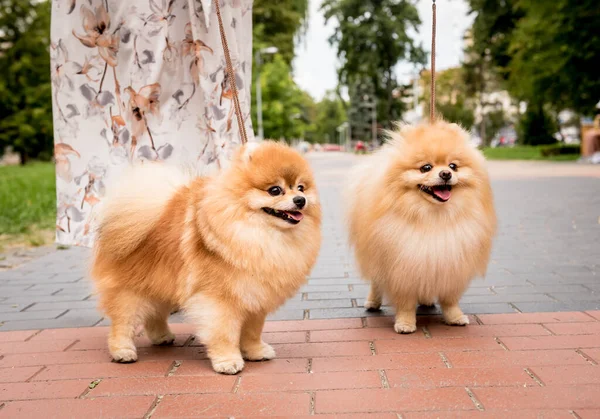 주인은 공원에 두 마리의 포메라니안 개와 함께 걸어 다닌다. — 스톡 사진