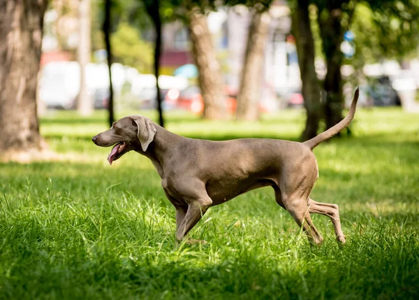 Retrato de raça cão weimaraner bonito no parque. — Fotografia de Stock