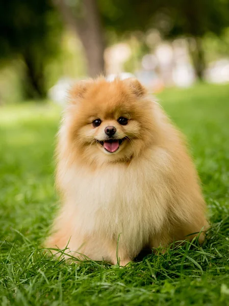 Retrato de lindo perro pomerania en el parque. —  Fotos de Stock