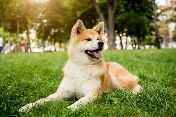 Portrait of cute akita inu dog at the park. — Stock Photo, Image