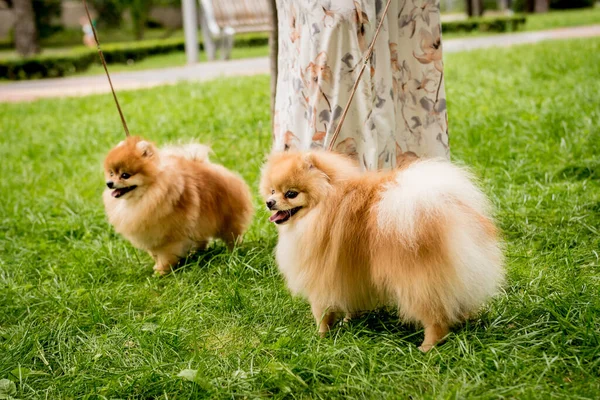 Sahibi parkta iki Pomeranya köpeğiyle yürüyor.. — Stok fotoğraf