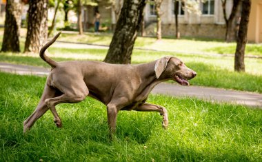 Parktaki şirin köpek cinsinin portresi..