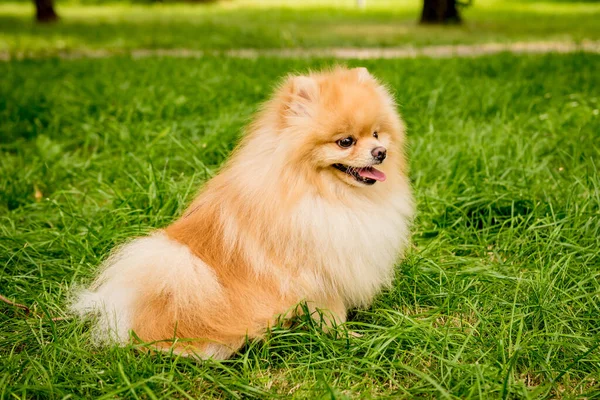 Retrato de lindo perro pomerania en el parque. — Foto de Stock