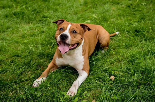 Portrait de mignon américain staffordshire terrier au parc. — Photo