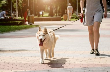 Sahibi parkta köpeğiyle yürüyor..