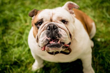 Parktaki şirin İngiliz bulldog 'unun portresi.