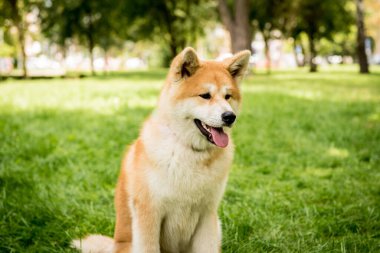 Parktaki şirin akita inu köpeğinin portresi..