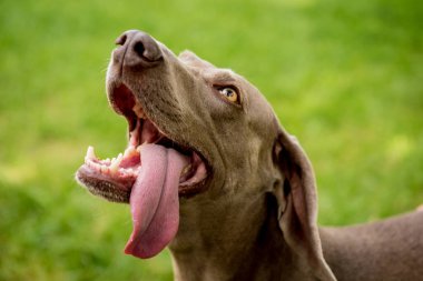 Parktaki şirin köpek cinsinin portresi..