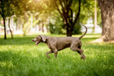 Parktaki şirin köpek cinsinin portresi..