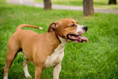 Parktaki sevimli Amerikan Stadyumu teriyerinin portresi..