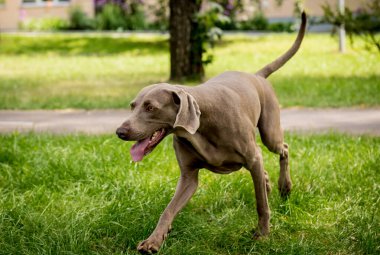 Parktaki şirin köpek cinsinin portresi..